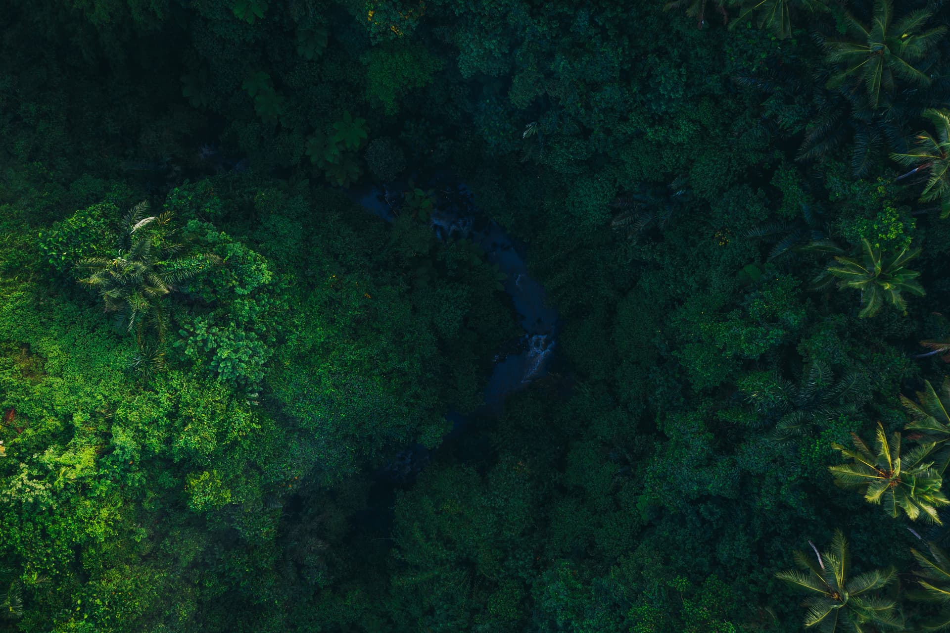 Aerial tropical jungle